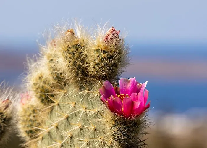 Villa Mykonian Ode With Stunning Sunrise & Sunset Views *