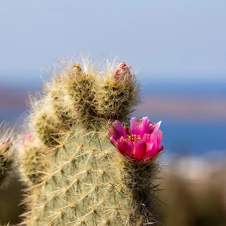 Вилла Mykonian Ode With Stunning Sunrise & Sunset Views *